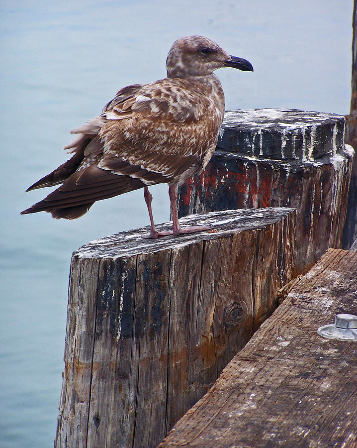 On the Pier Photograph by Jennifer Robin