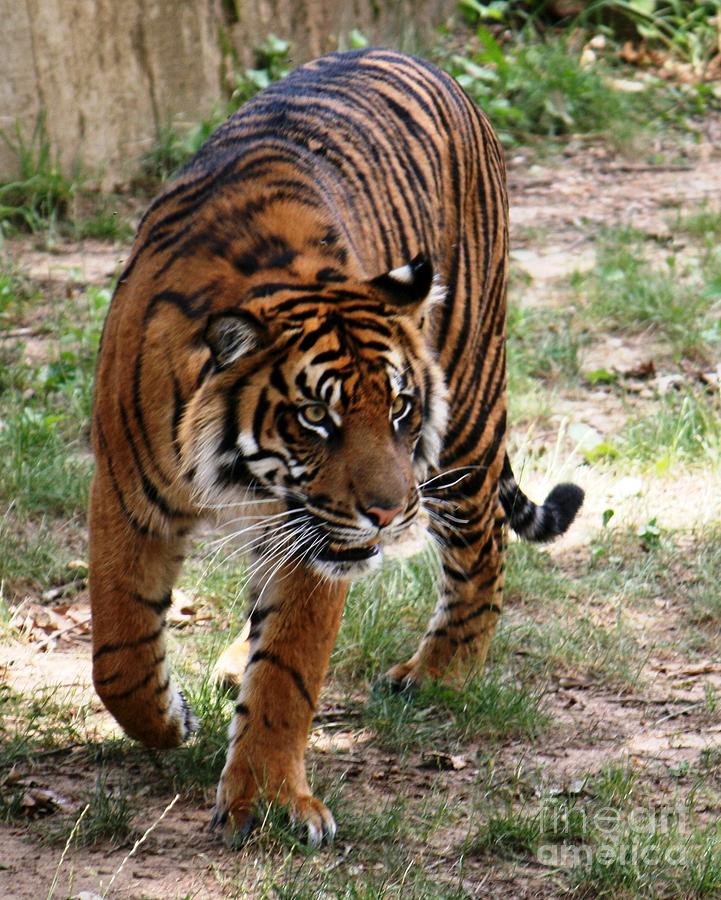 On the prowl Photograph by Bren Thompson | Fine Art America