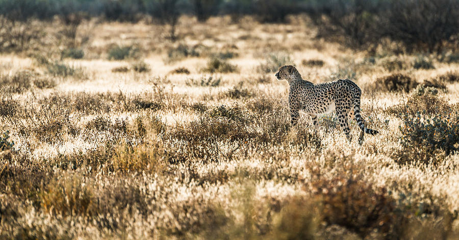 Wildlife Photograph - On the Prowl - Cheetah Photograph by Duane Miller