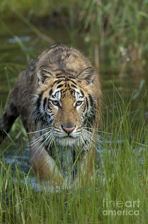 Tiger Photograph - On The Prowl by Sandra Bronstein