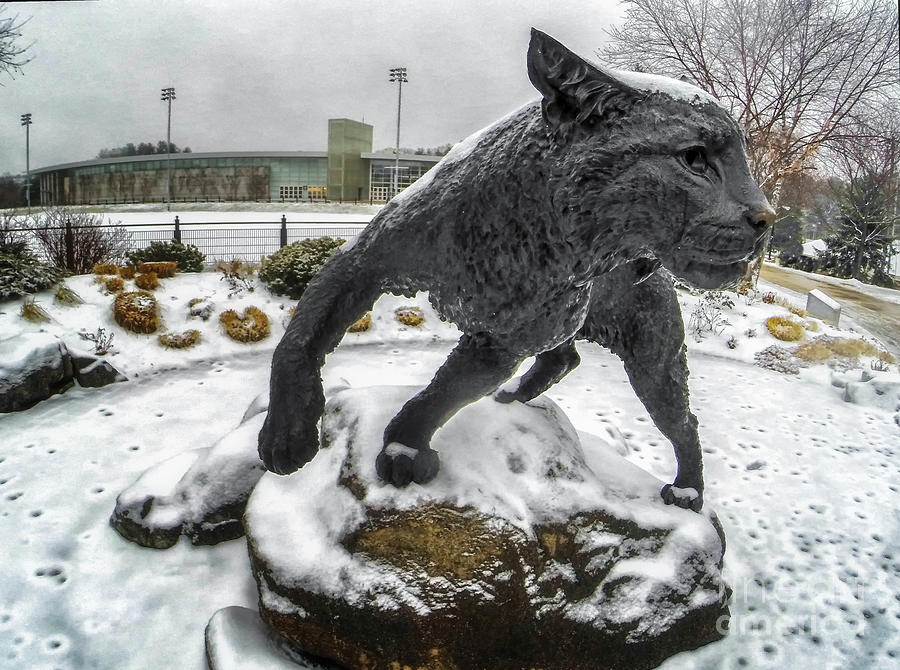 University Of New Hampshire Photograph - On the Prowl by Scott Thorp