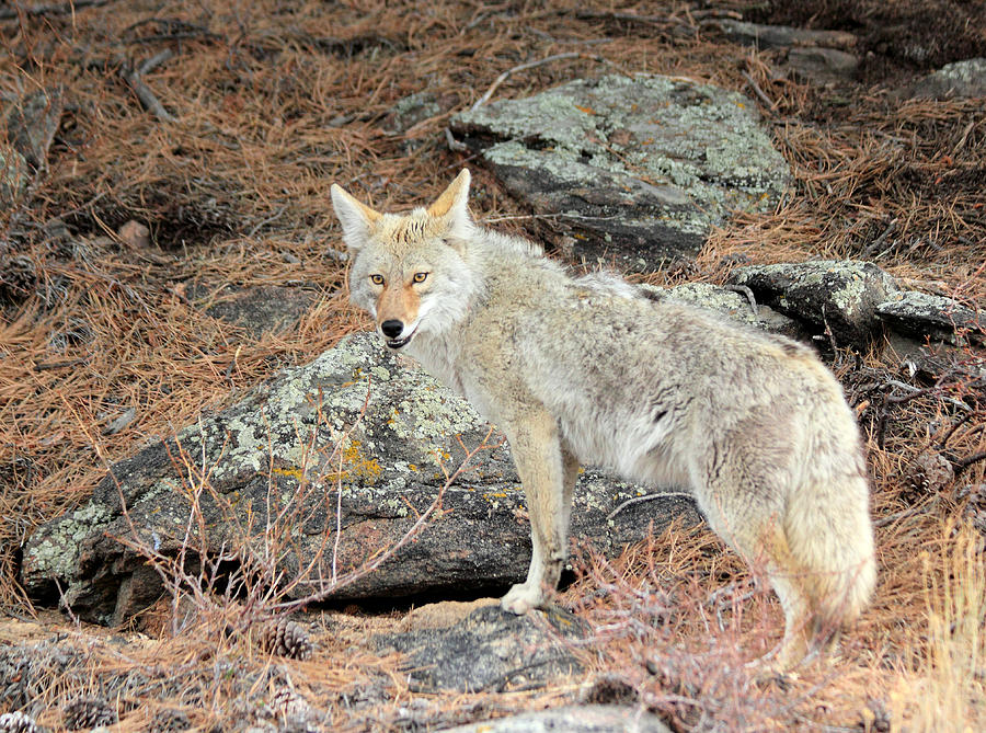 Rocky Mountain National Park Photograph - On The Prowl by Shane Bechler