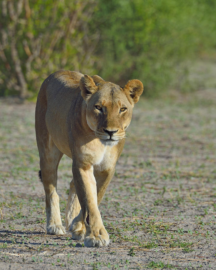 Lion Photograph - On the Prowl by Tony Beck