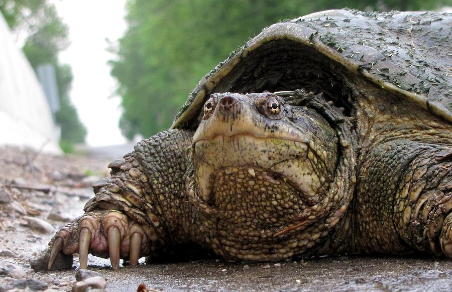 on the road again Snapping Turtle Photograph by Robin McLeod | Fine Art ...