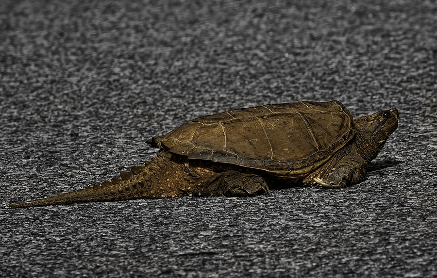 Turtle Photograph - On The Road Again by Thomas Young