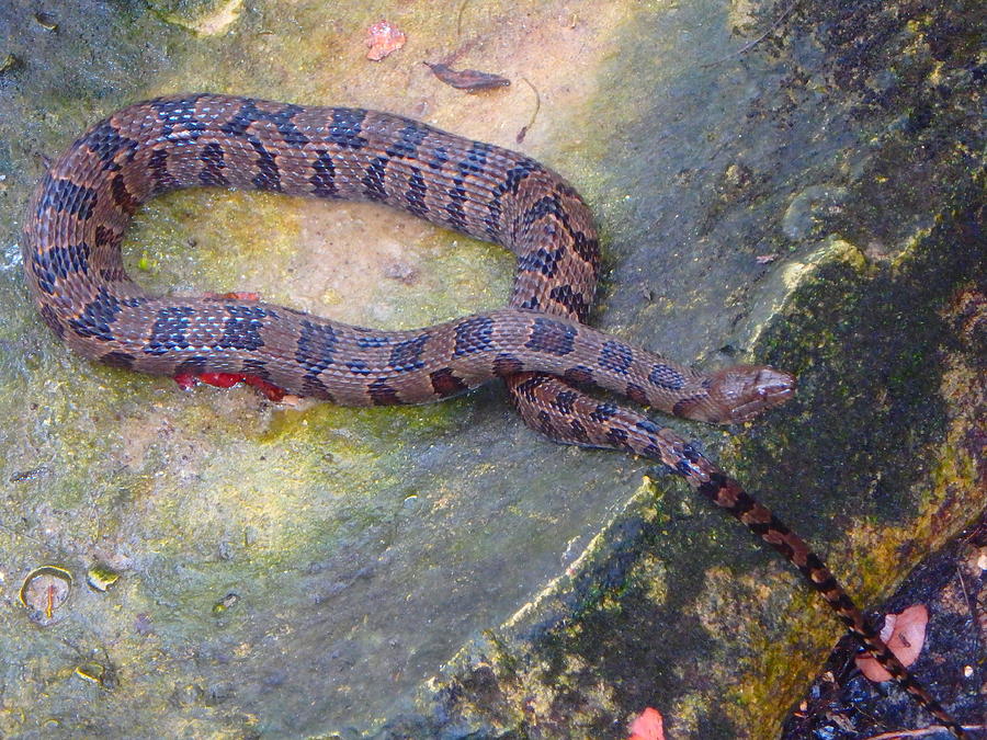 On the Rocks Banded Water Snake Photograph by Sheri McLeroy
