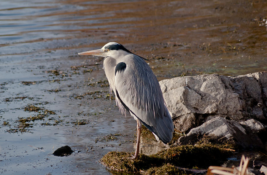 Heron Photograph - On the rocks by Scott Carruthers