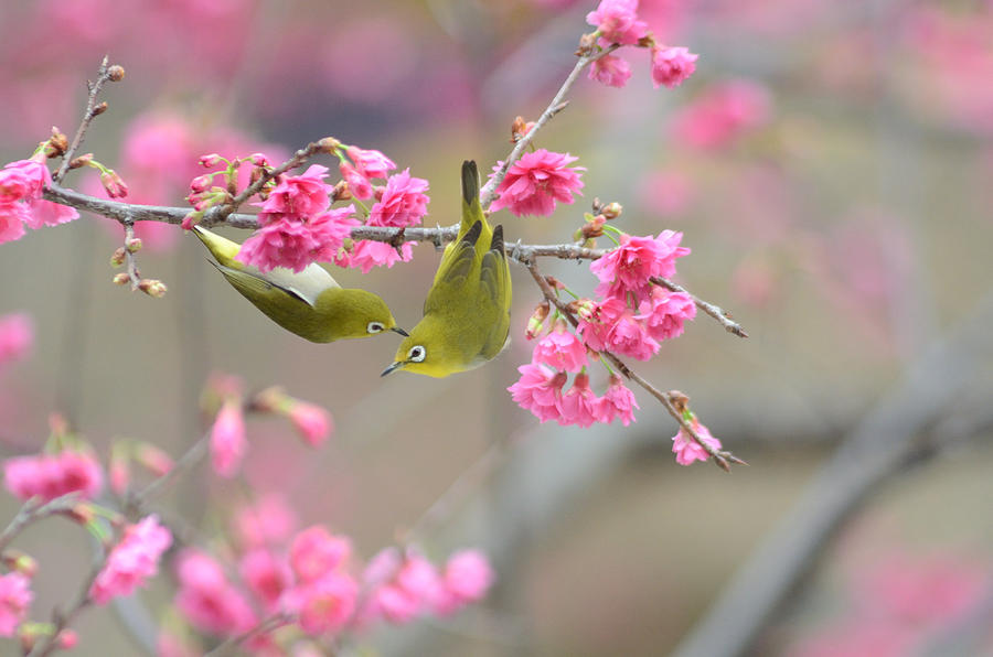 On The Romantic Cherry Blossom Tree Photograph by Adam Tseng