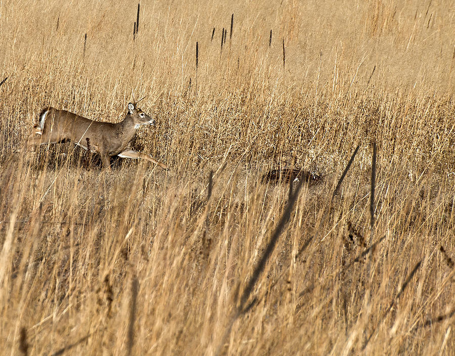 Deer Photograph - On The Run 2 by Thomas Young