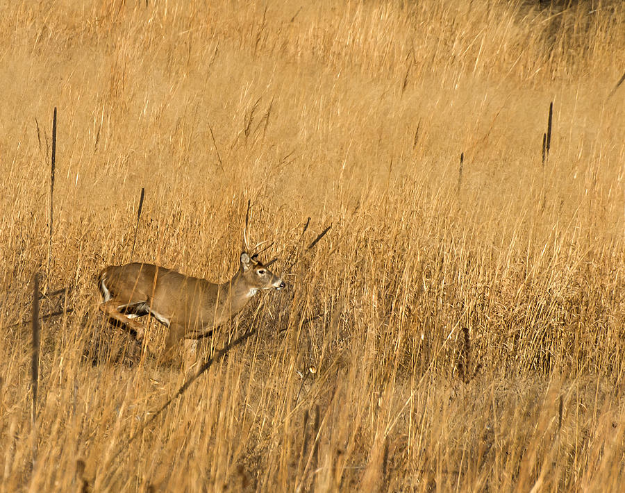 Deer Photograph - On The Run 3 by Thomas Young