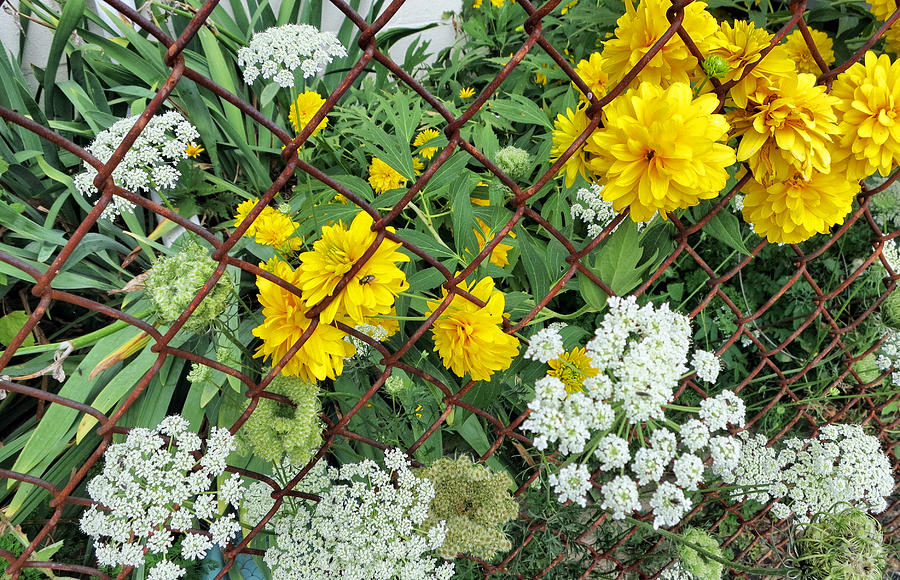 On The Rusty Fence - Flowers Photograph by Patricia Januszkiewicz