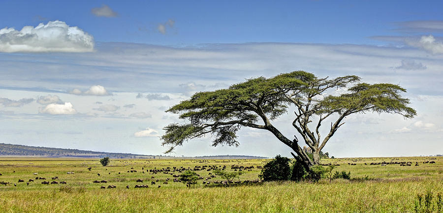 Nature Photograph - On the Serengeti by Claudio Bacinello