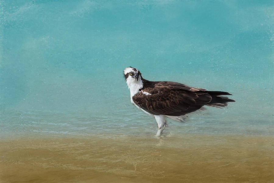 Osprey Photograph - On the Shore - Osprey by Kim Hojnacki