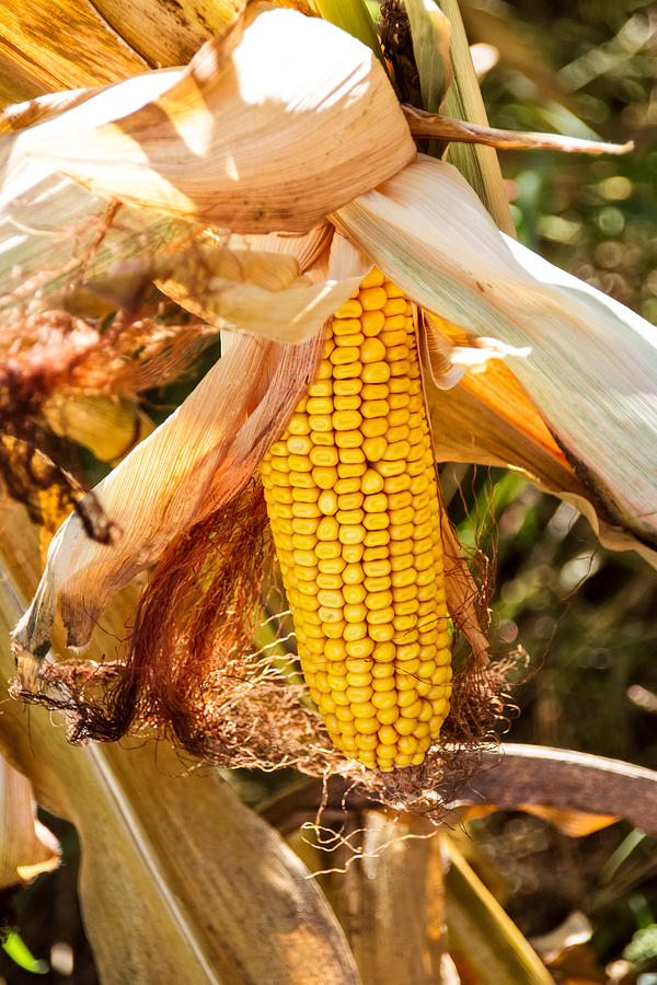 On The Stalk Photograph By Wayne Stabnaw - Fine Art America