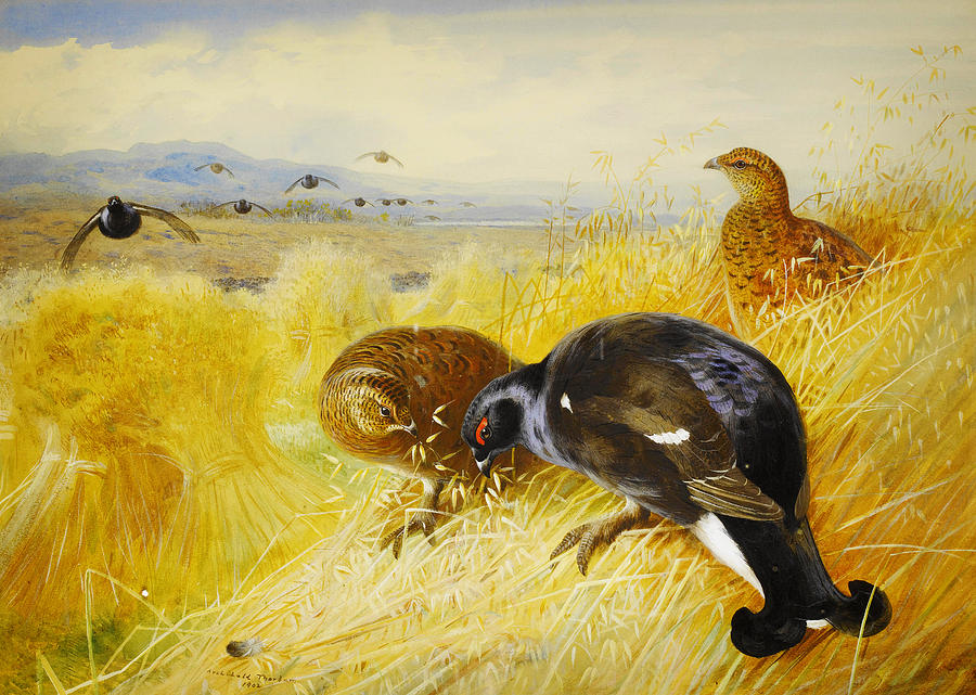 On the stooks - Blackgame Painting by Celestial Images