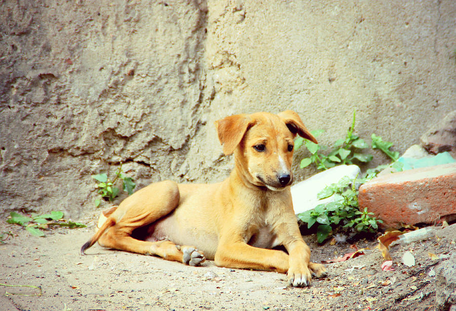 Dog Photograph - On the Streets by Shweta Paryani