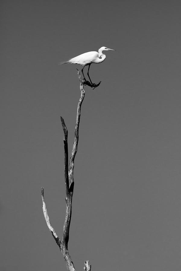 Egret Photograph - On the top of the island by Ellie Teramoto