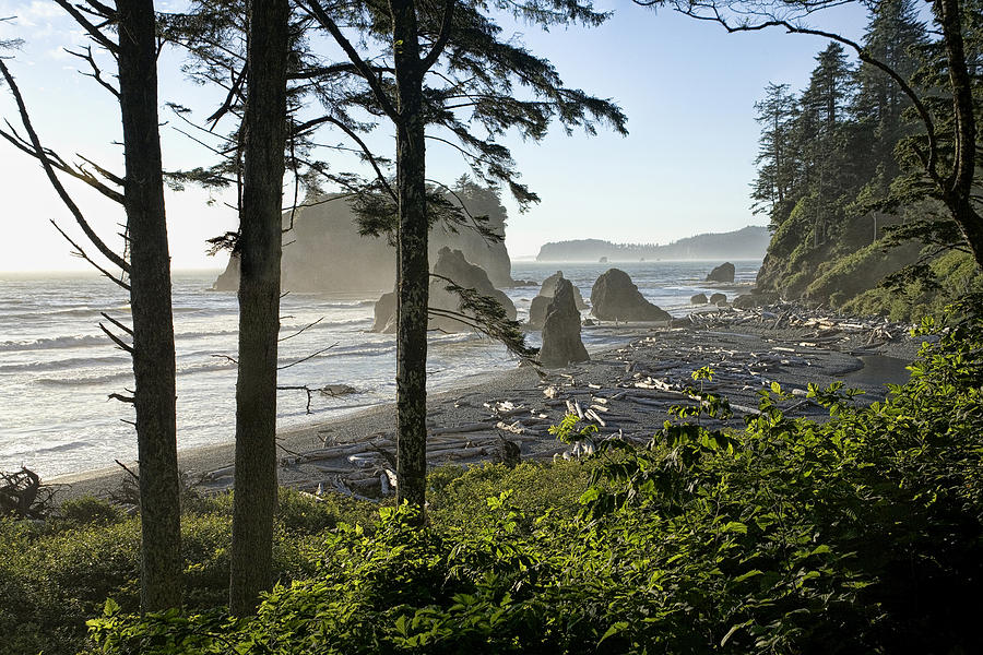 On the Trail to Ruby Beach Photograph by Randall Nyhof
