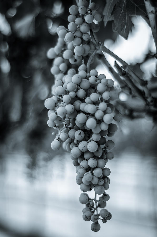 On the Vine  BW Photograph by David Morefield