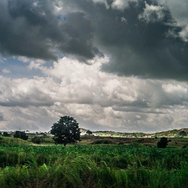 Tree Photograph - On The Way Between Abuja And Jos by Aleck Cartwright