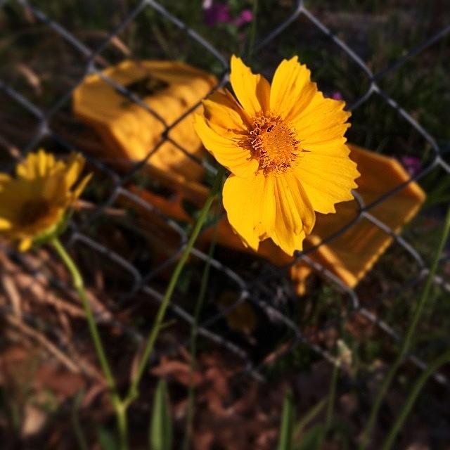 Flowers Still Life Photograph - On The Way Home From Todays Run #c25k by Shari Malin