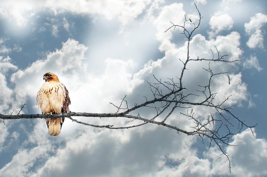Hawk Photograph - On A Wing by Diana Angstadt