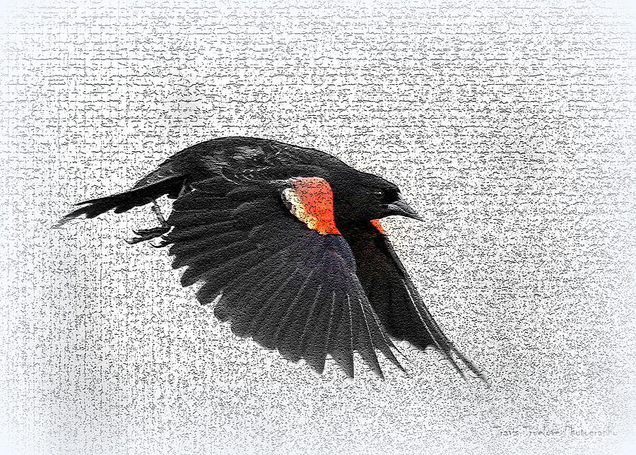Nature Photograph - On the Wing - Red-winged Blackbird by Travis Truelove