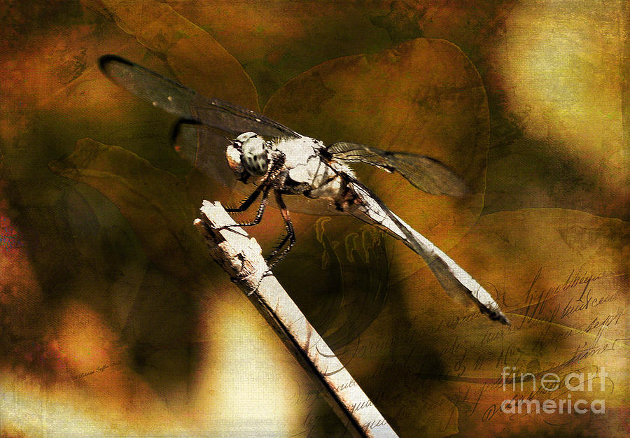 On the Wings of Dragonflies Mixed Media by Patricia Griffin Brett