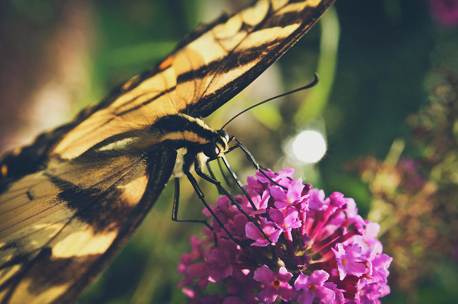 On the wings of Spring Photograph by Jessica Brawley