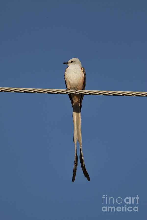 On the Wire Photograph by Douglas Barnard