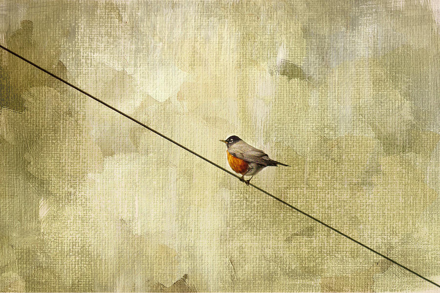 Robin Photograph - On The Wire by Rebecca Cozart