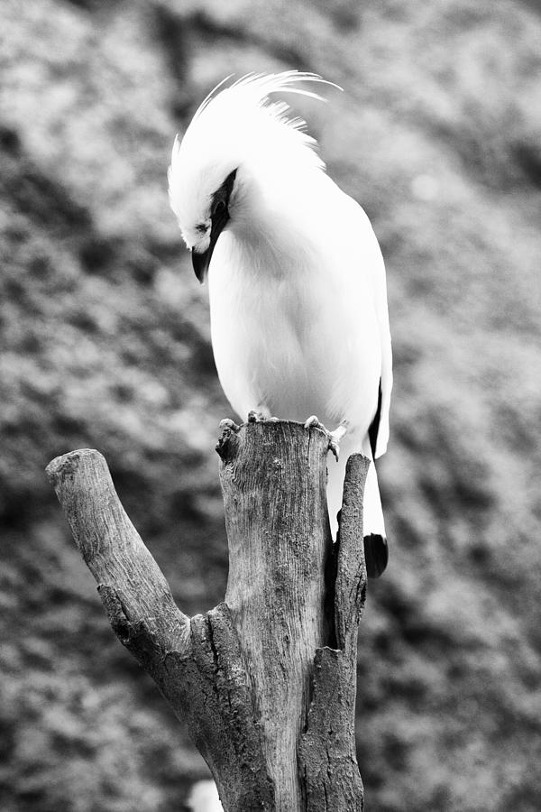White Photograph - On top by Goyo Ambrosio White Photograph - On top by Goyo Ambrosio