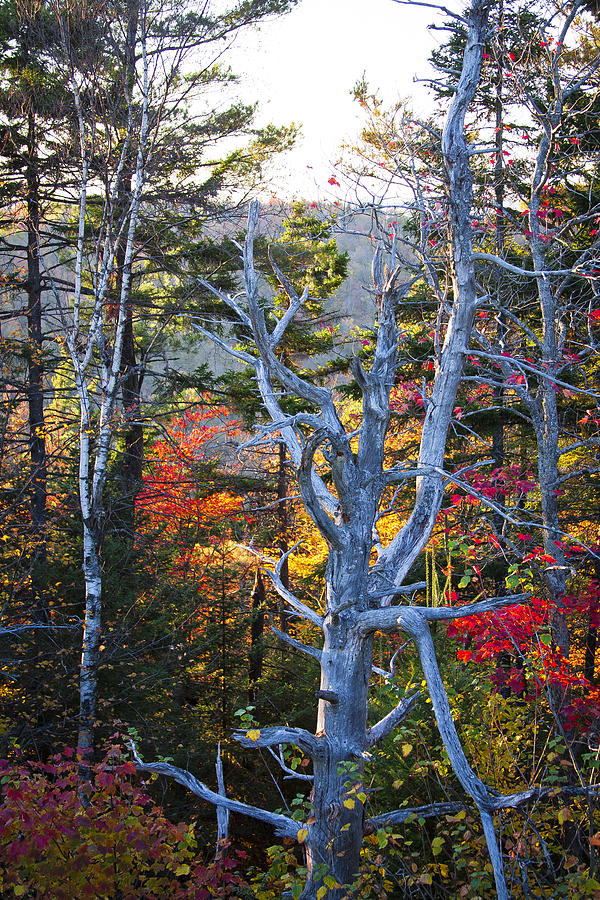 Fall Photograph - On Top of Bald Mountain III by David Patterson