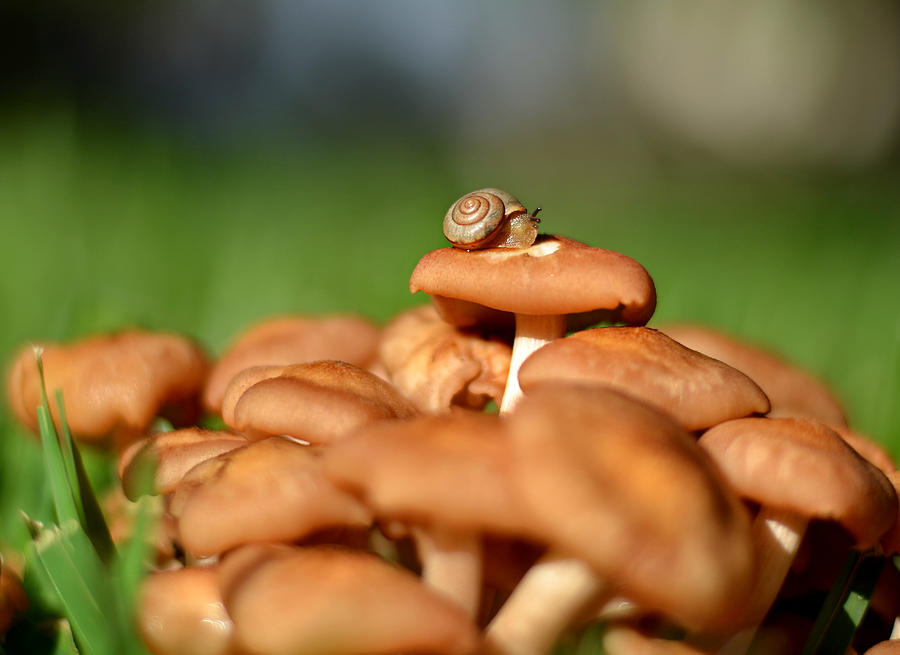 Mushroom Photograph - On Top Of The World by Laura Fasulo