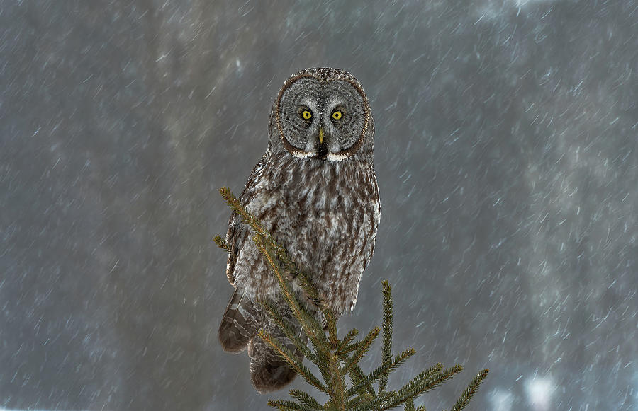 Grey Owl Photograph - On Watch by Nick Kalathas Grey Owl Photograph - On Watch by Nick Kalathas