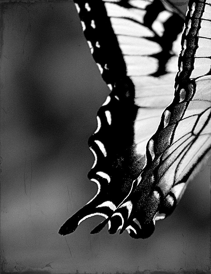 On Wings Photograph by Michelle Ayn Potter