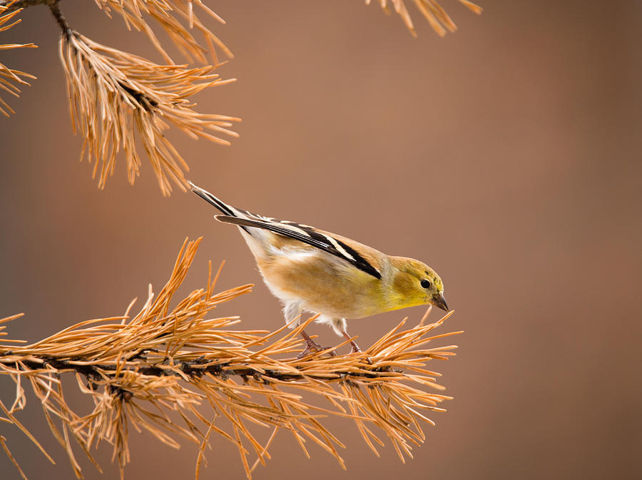 On Your Mark... - American Goldfinch Photograph by Christy Cox