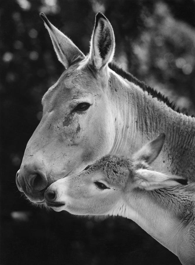 Onager Equus Hemionus With Foal Photograph by Toni Angermayer