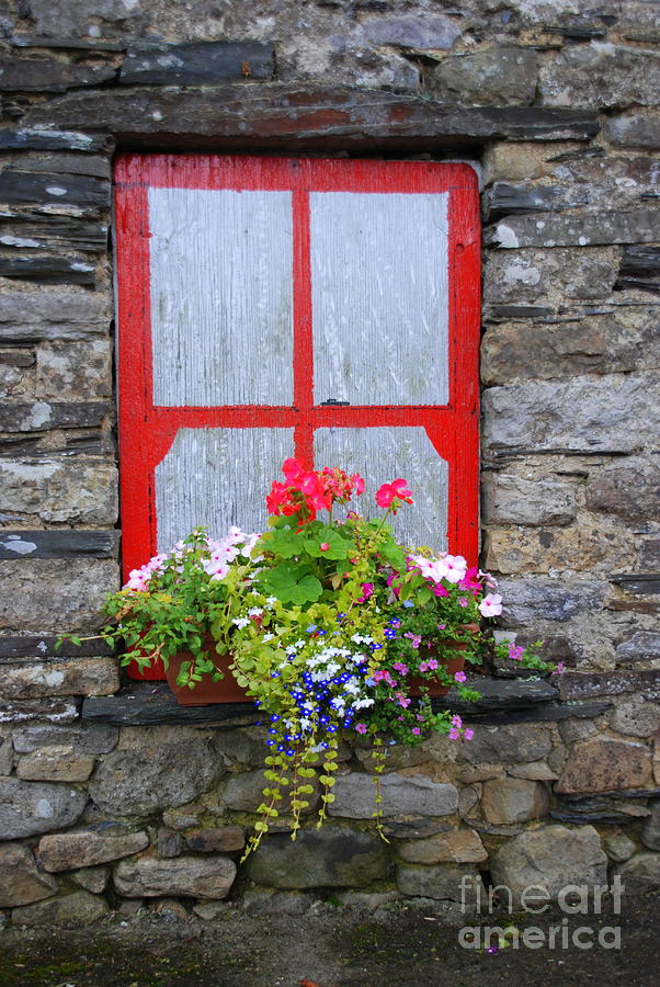 Flower Photograph - Once a window by Joe Cashin