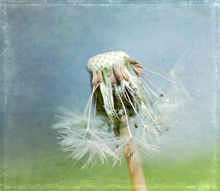 Once Upon A Dandelion Photograph by Fraida Gutovich