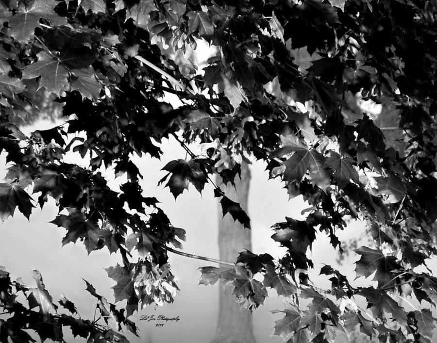 Tree Photograph - Once Upon A Time In BW by Jeanette C Landstrom