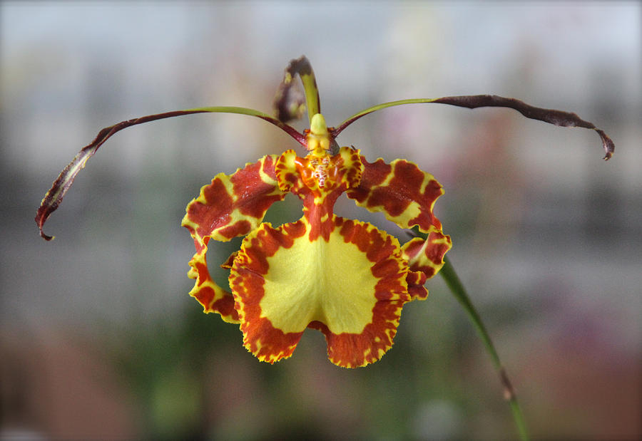 Oncidium Dancing Lady  Photograph by Venetia Featherstone-Witty