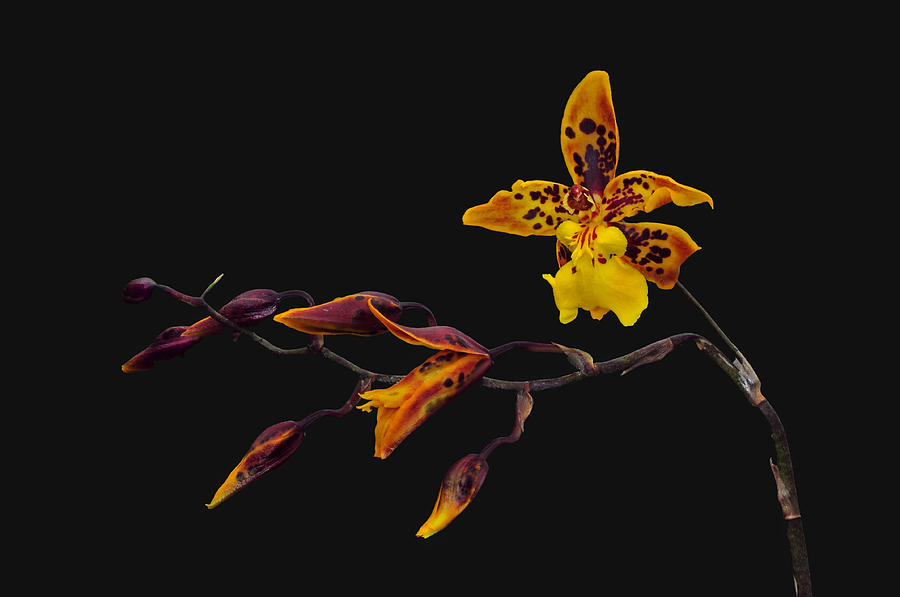 Oncidium Orchid Photograph by Dave Mills