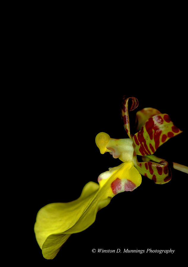 Oncidium Orchid Photograph by Winston D Munnings