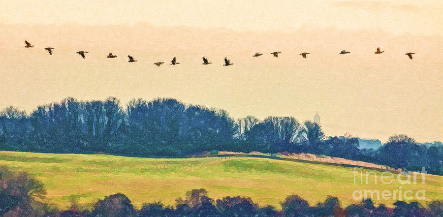 Geese Digital Art - One afternoon the Geese came by Liz Leyden