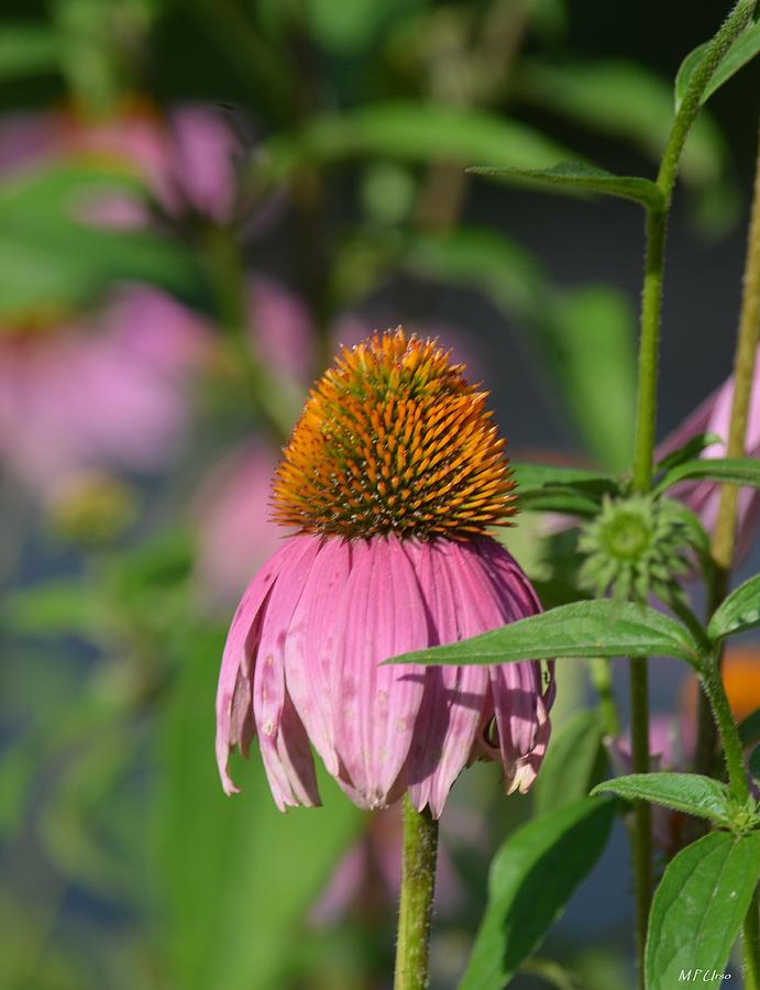 One Among the Coneflowers Photograph by Maria Urso