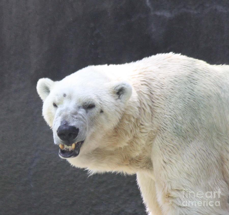 One Angry Polar Bear Photograph by John Telfer
