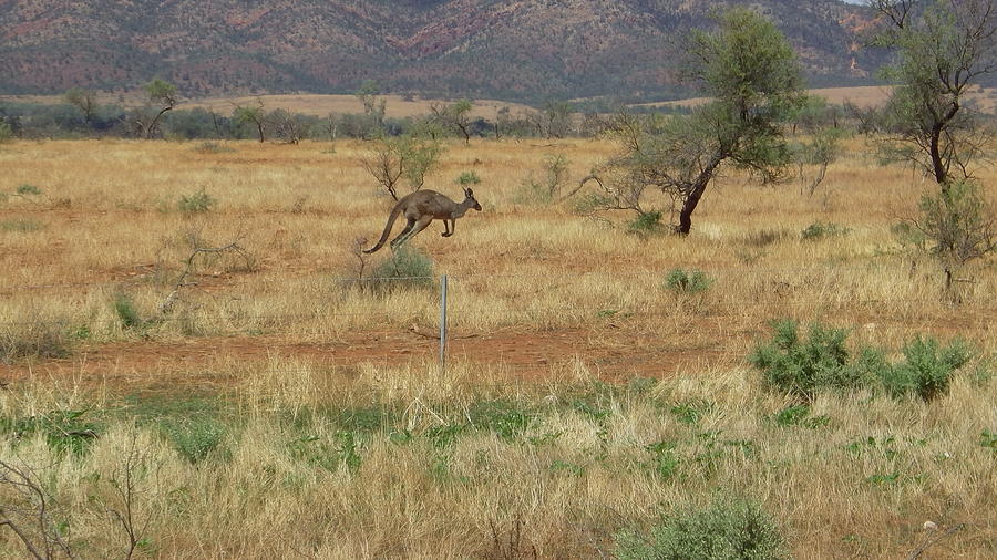 Australia - The Leaping Kangaroo Photograph by Jeffrey Shaw - Fine Art ...