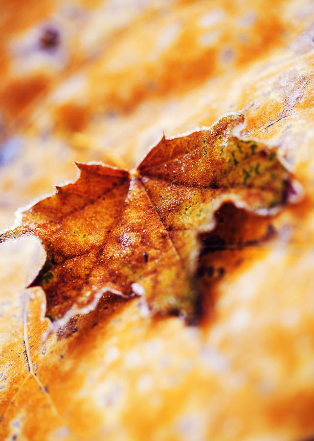 One autumn leaf Photograph by Vishwanath Bhat