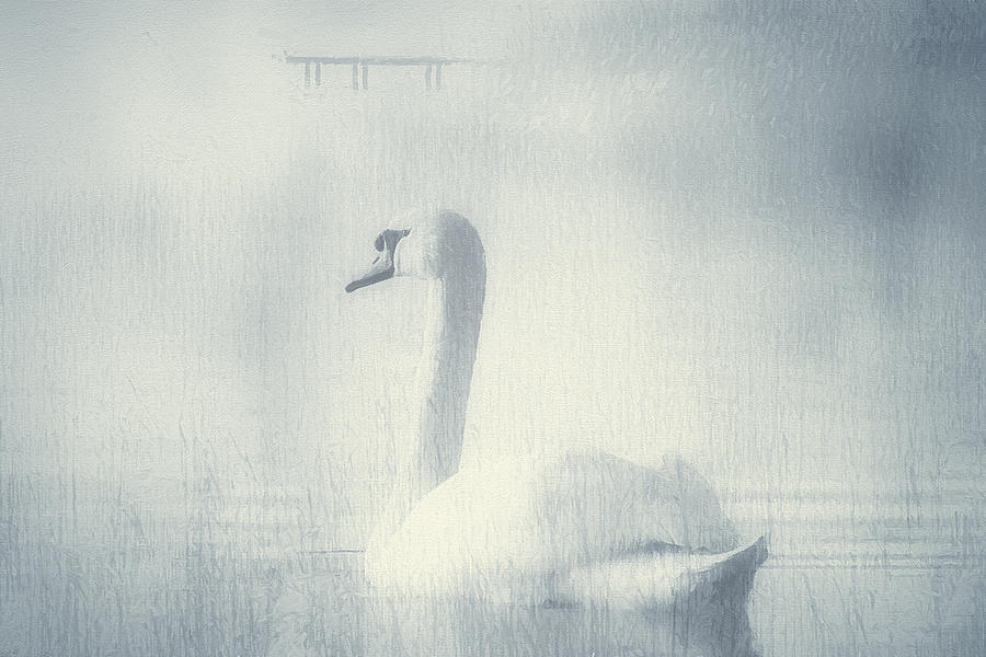Swan Photograph - One Beautiful Moment by Georgiana Romanovna